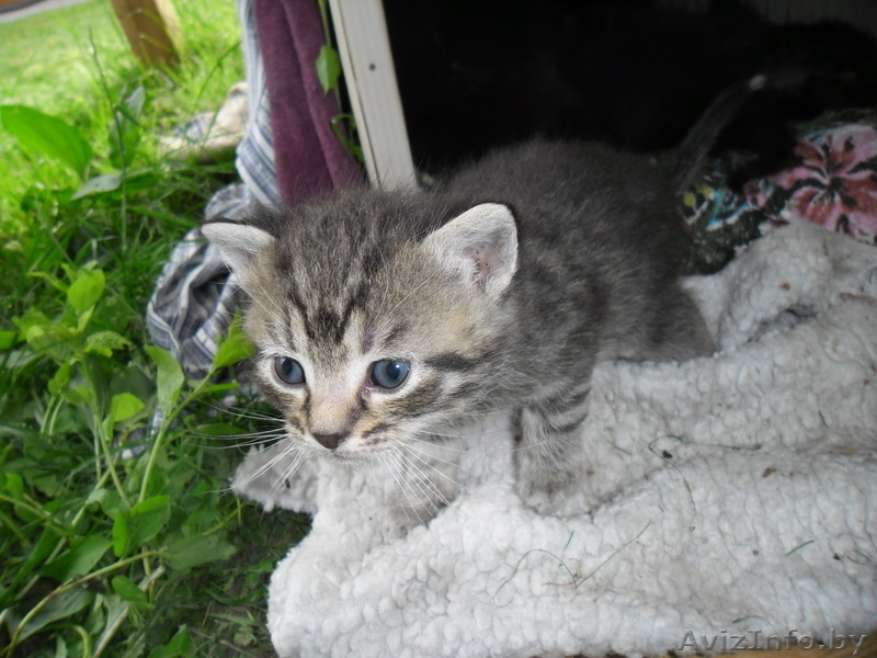 замечательные пушистые котята в дар - Изображение #1, Объявление #695401