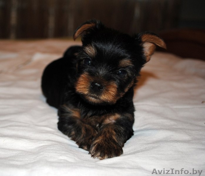 мини йоркширские терьеры! - Изображение #1, Объявление #686990