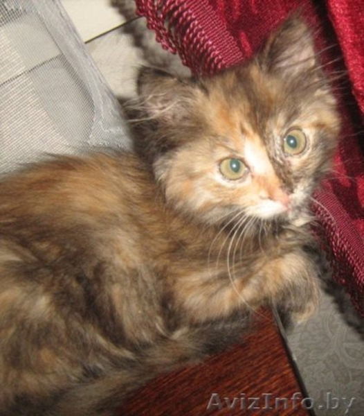 Китя, Сима и Дюша - супер котятки в дар! - Изображение #2, Объявление #689927