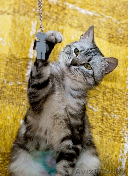 Валетик - красавец цвета "вискас" в дар! (кастрирован) - Изображение #1, Объявление #696053