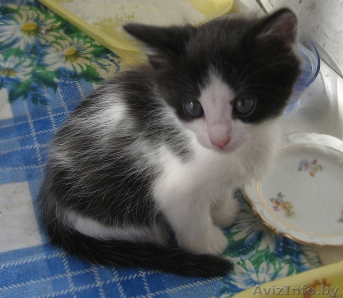 Котенок Бэтмэн 1,5 мес в дар - в добрые заботливые руки - Изображение #2, Объявление #720883