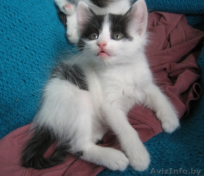 Котенок Зорро 1,5 мес отдается в добрые заботливые руки - Изображение #1, Объявление #720900