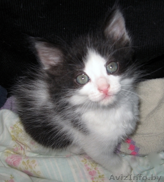 Котенок Бэтмэн 1,5 мес в дар - в добрые заботливые руки - Изображение #3, Объявление #720883