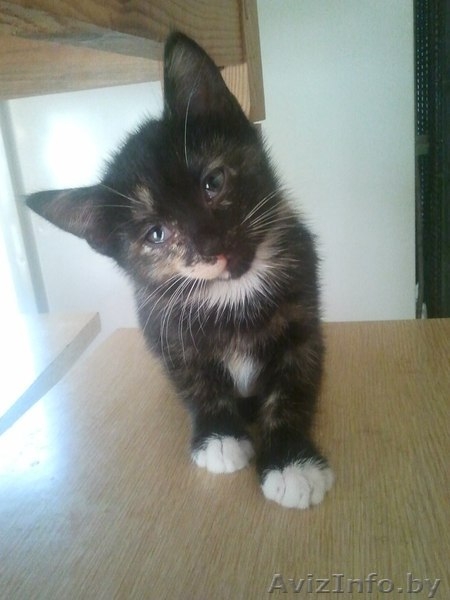 Отдам очень хороших котят в добрые руки! - Изображение #1, Объявление #709169