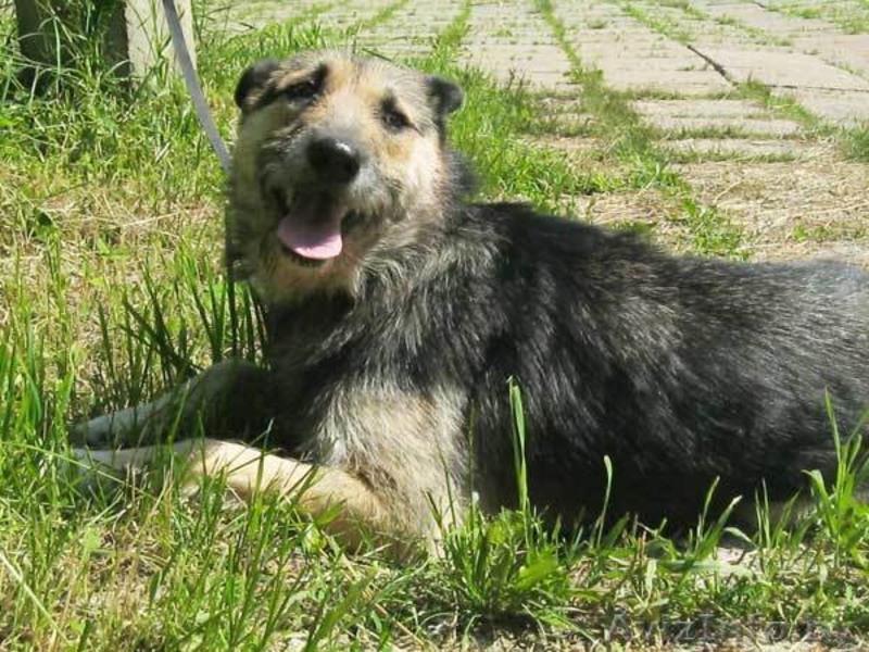 Собака Жужа. Ищет Дом  и Хозяев! - Изображение #9, Объявление #711181