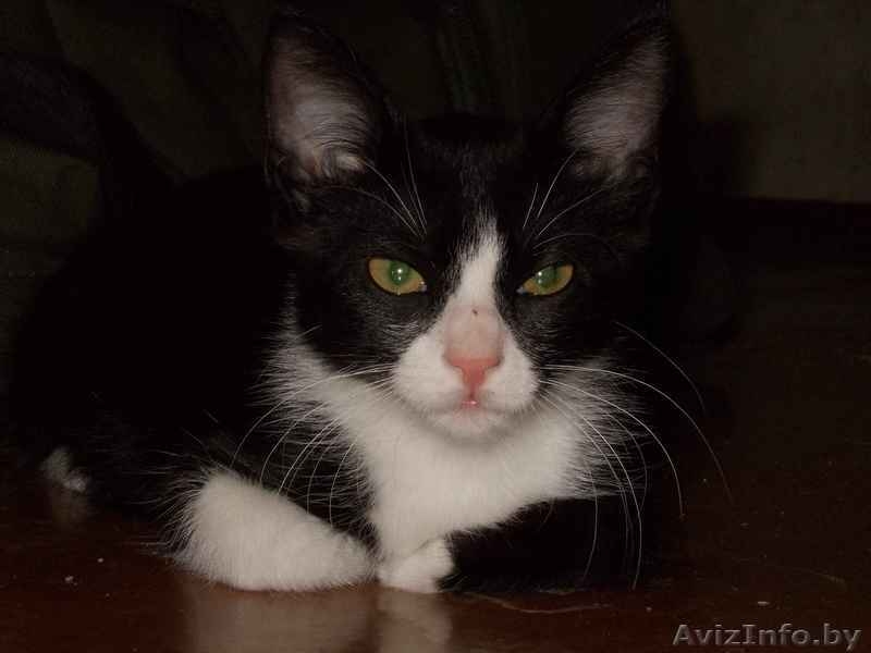 Красавица-кошечка ищет хозяина - Изображение #7, Объявление #713654