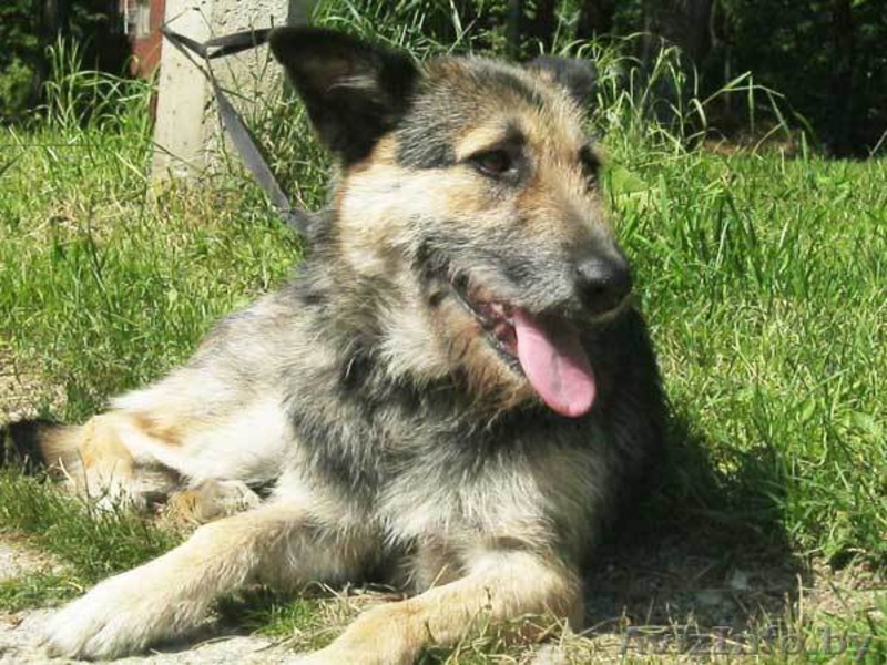 Собака Жужа. Ищет Дом  и Хозяев! - Изображение #10, Объявление #711181