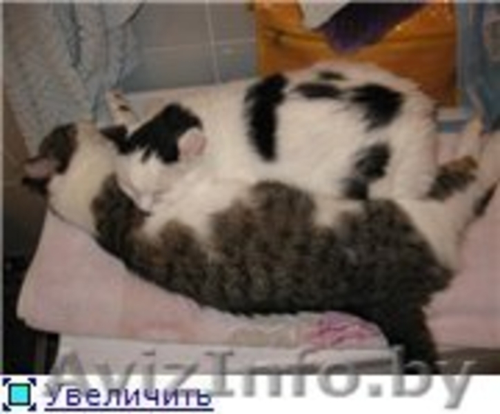 Кошечка Ася в дар. - Изображение #3, Объявление #704369