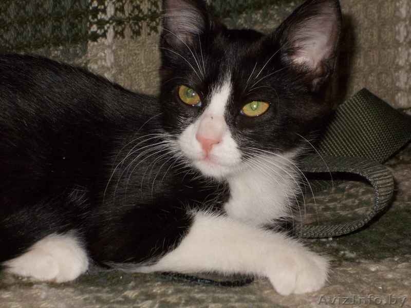 Красавица-кошечка ищет хозяина - Изображение #8, Объявление #713654