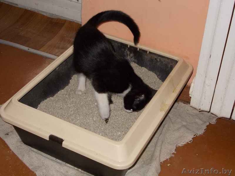 Красавица-кошечка ищет хозяина - Изображение #9, Объявление #713654