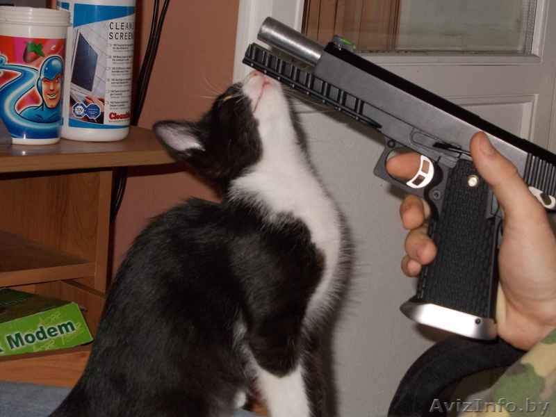 Красавица-кошечка ищет хозяина - Изображение #10, Объявление #713654