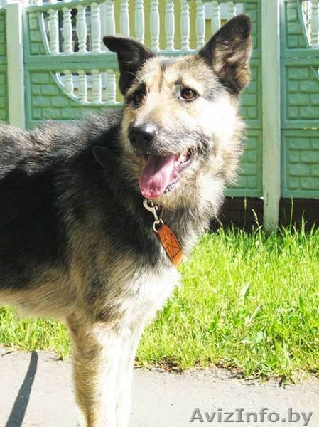 Собака Жужа. Ищет Дом  и Хозяев! - Изображение #1, Объявление #711181