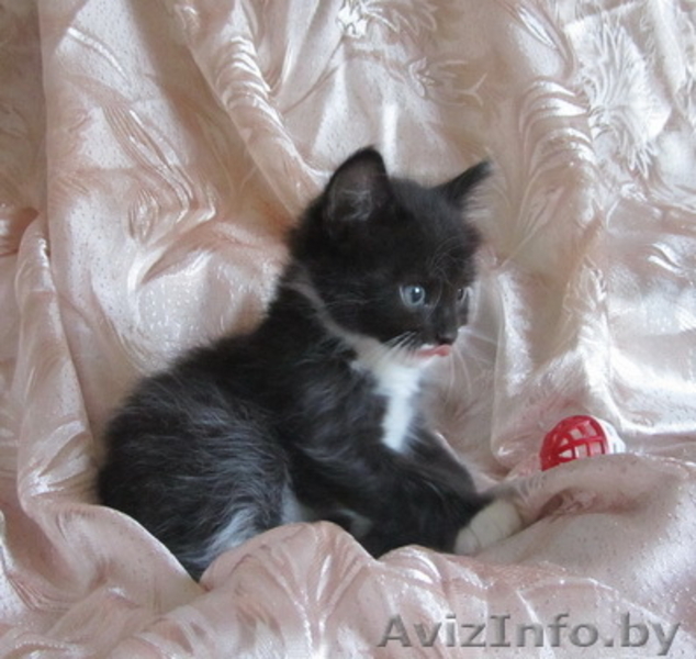 Котенок-девочка в добрые руки - Изображение #2, Объявление #713966