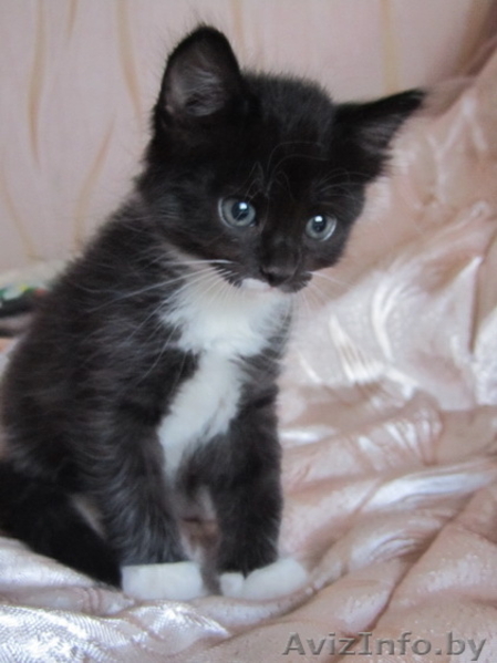 Котенок-девочка в добрые руки - Изображение #1, Объявление #713966