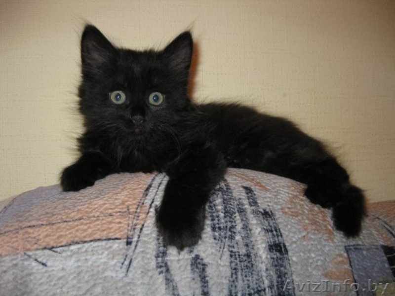 Маленький Котёнок Гаф=) - Изображение #2, Объявление #706811