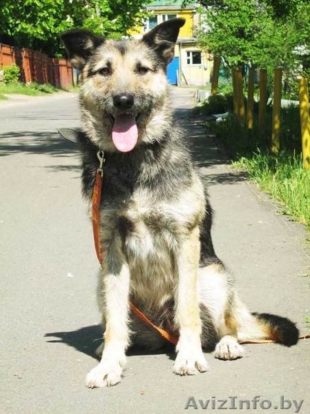 Собака Жужа. Ищет Дом  и Хозяев! - Изображение #4, Объявление #711181