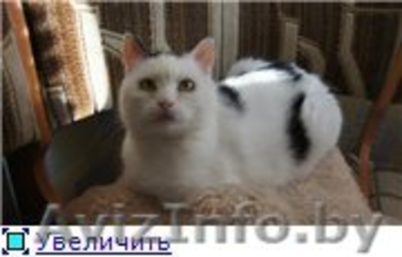 Кошечка Ася в дар. - Изображение #2, Объявление #704369