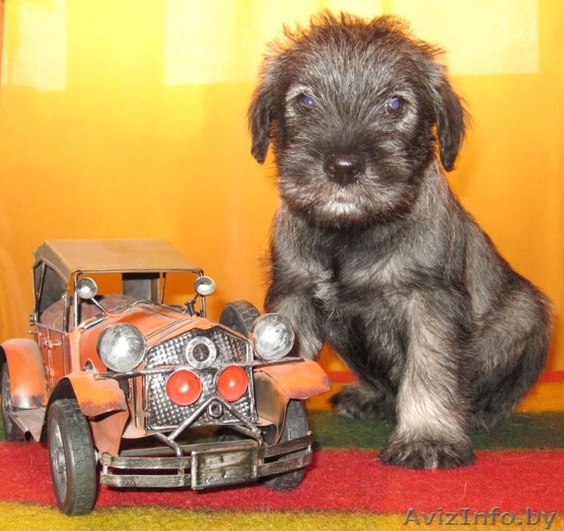 Предлагаем щенков миттельшнауцера окраса перец с солью - Изображение #1, Объявление #728363