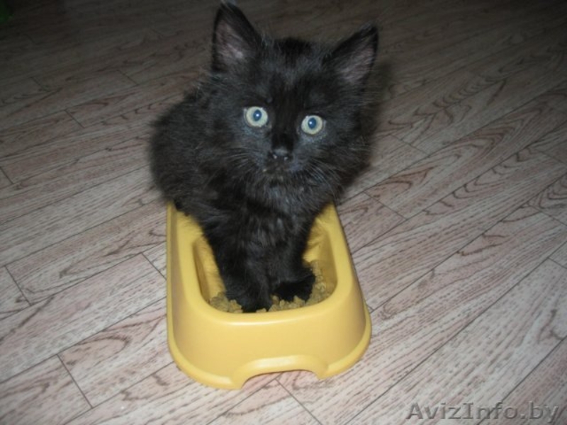 Маленький Котёнок Гаф=) - Изображение #3, Объявление #706811