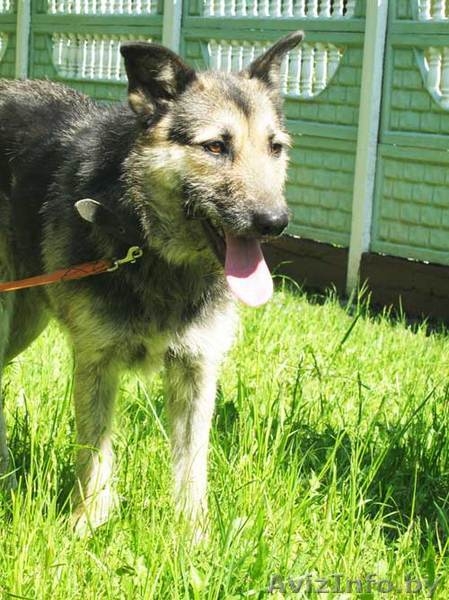 Собака Жужа. Ищет Дом  и Хозяев! - Изображение #5, Объявление #711181