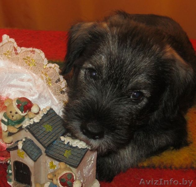 Предлагаем щенков миттельшнауцера окраса перец с солью - Изображение #2, Объявление #728363