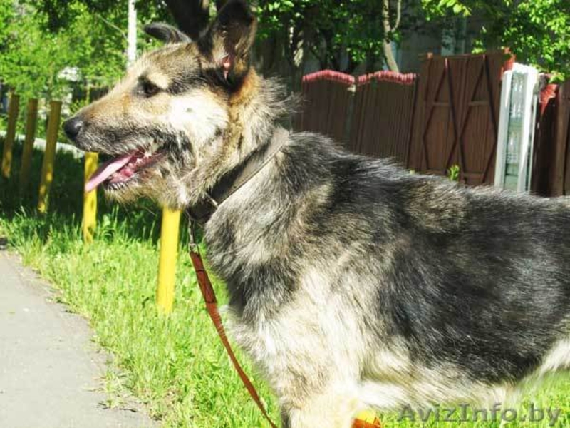 Собака Жужа. Ищет Дом  и Хозяев! - Изображение #6, Объявление #711181