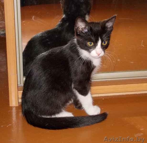 Красавица-кошечка ищет хозяина - Изображение #4, Объявление #713654