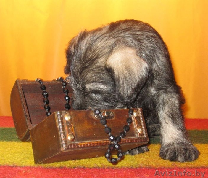 Предлагаем щенков миттельшнауцера окраса перец с солью - Изображение #3, Объявление #728363