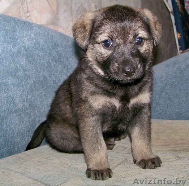 Щенки в дар! вырастут крупными - Изображение #4, Объявление #701892