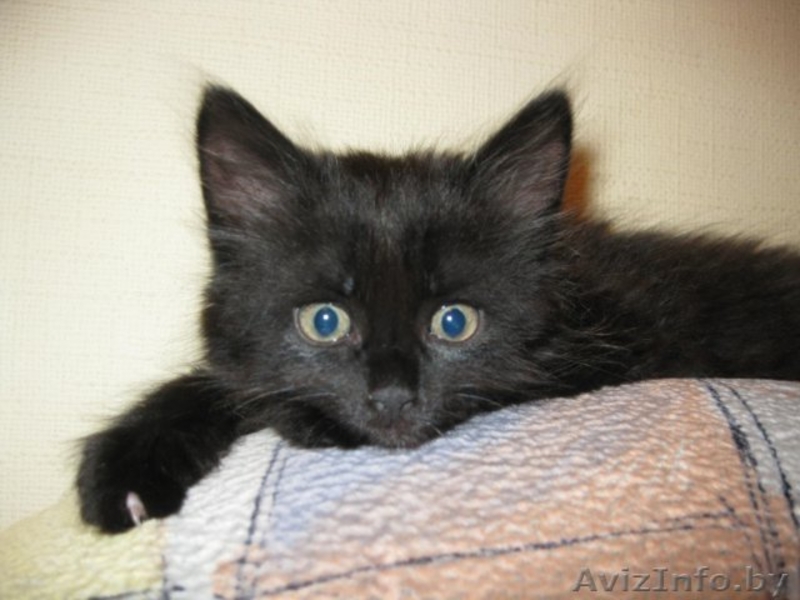 Маленький Котёнок Гаф=) - Изображение #1, Объявление #706811