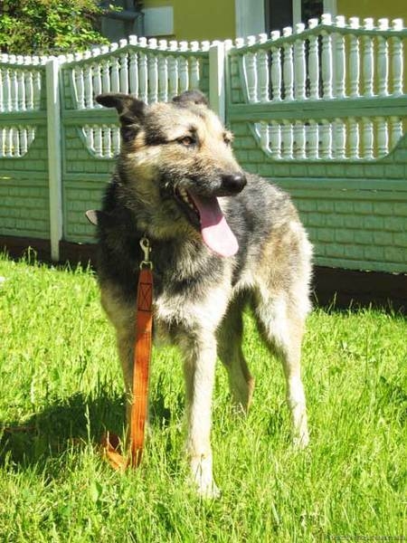 Собака Жужа. Ищет Дом  и Хозяев! - Изображение #8, Объявление #711181