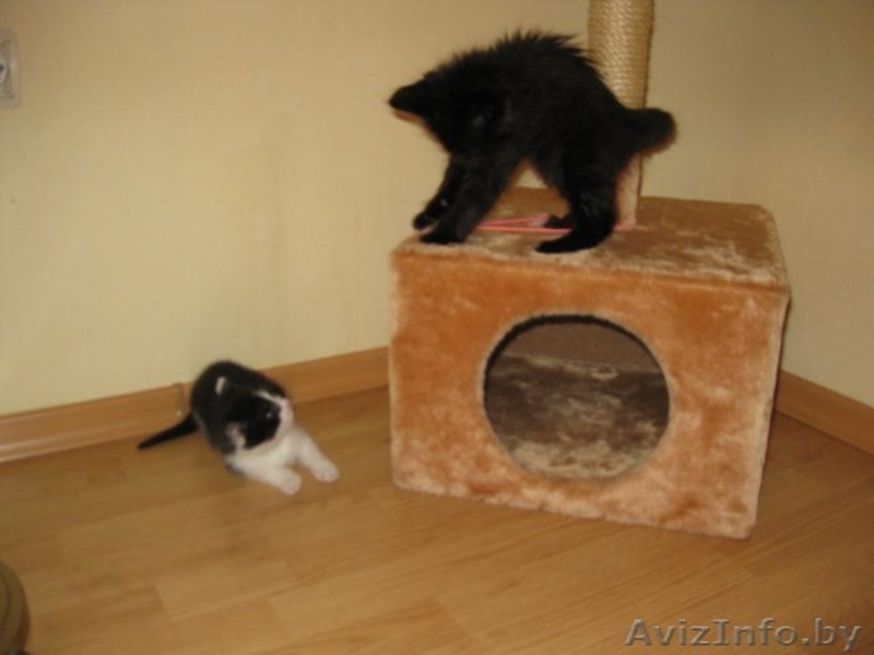 Малыш Гуф-ваш верный товарищ=) - Изображение #3, Объявление #706812