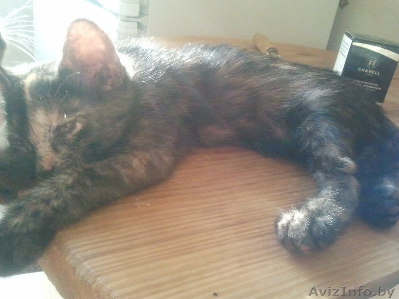 Отдам очень хороших котят в добрые руки! - Изображение #4, Объявление #709169