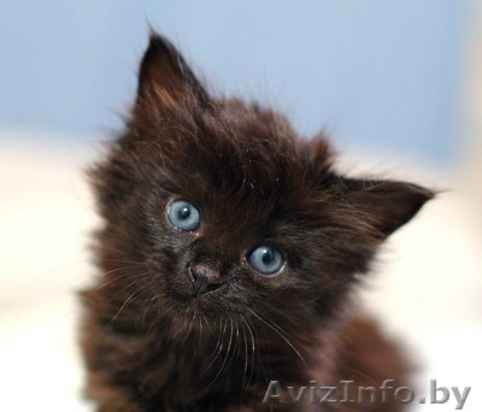 Милые кошечки-крошечки в добрые ручки! - Изображение #4, Объявление #706227