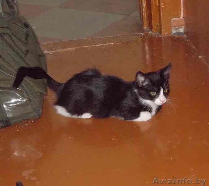 Красавица-кошечка ищет хозяина - Изображение #6, Объявление #713654