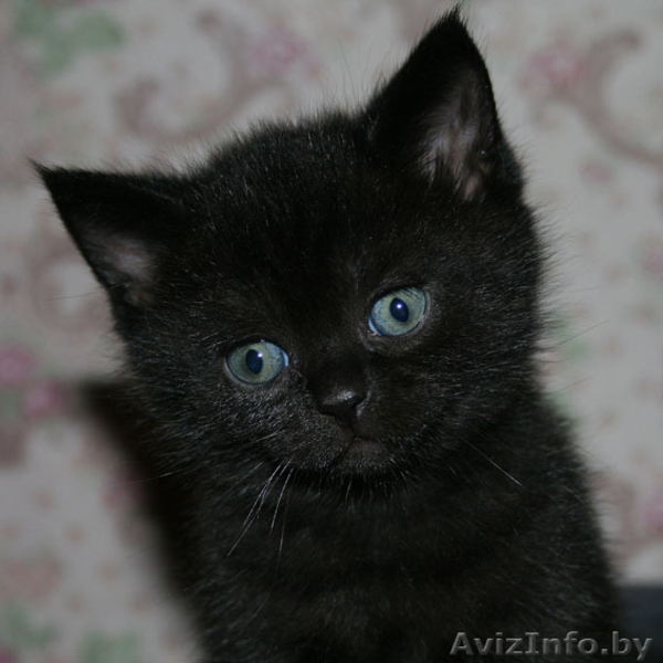 Милые кошечки-крошечки в добрые ручки! - Изображение #2, Объявление #706227