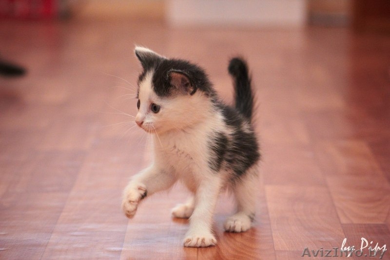  Пушистые котята в добрые руки! - Изображение #4, Объявление #710943