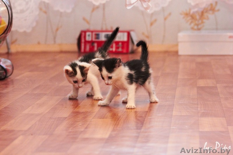 2-х месячная принцесса в добрые руки! - Изображение #3, Объявление #720204