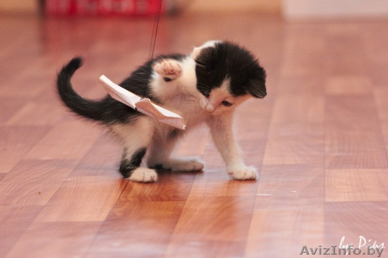 Замечательные малышки в добрые руки! - Изображение #1, Объявление #714961