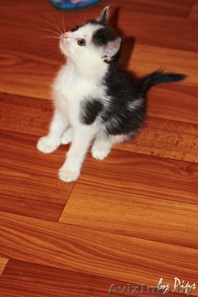 1,5-месячные котята в дар! - Изображение #3, Объявление #712808