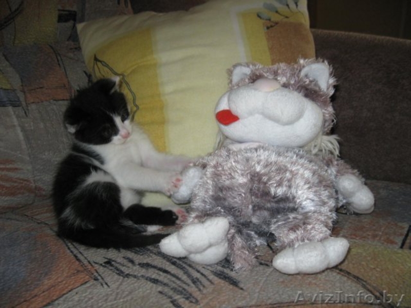 Малыш Гуф-ваш верный товарищ=) - Изображение #1, Объявление #706812