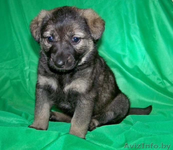 Щенки в дар! вырастут крупными - Изображение #3, Объявление #701892