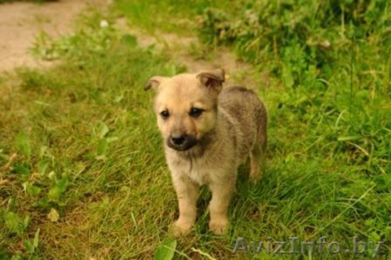 Милые Щенки ищут семьи - Изображение #1, Объявление #709402