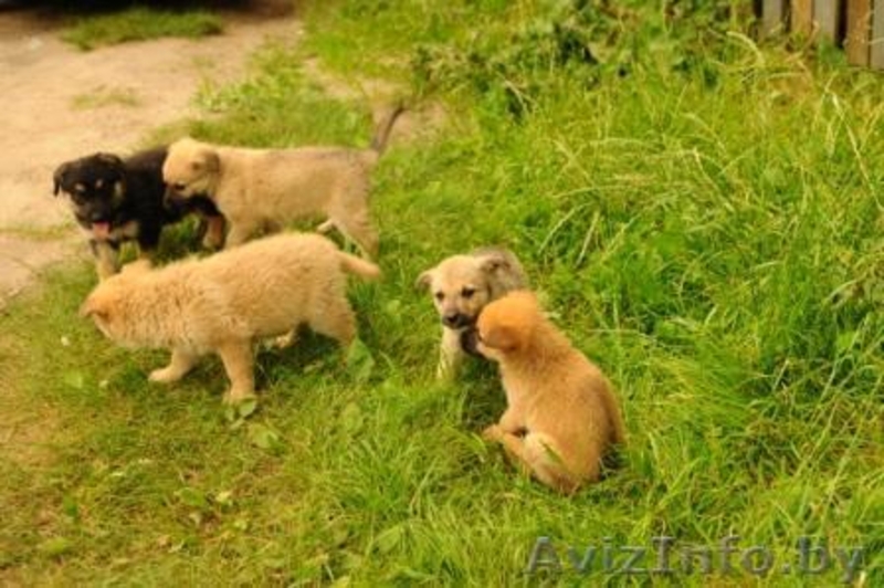 Милые Щенки ищут семьи - Изображение #2, Объявление #709402