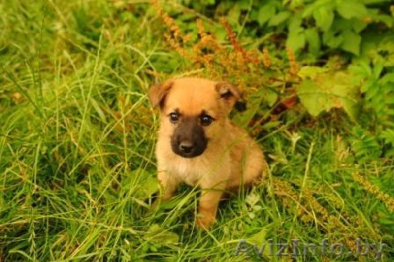 Милые Щенки ищут семьи - Изображение #3, Объявление #709402