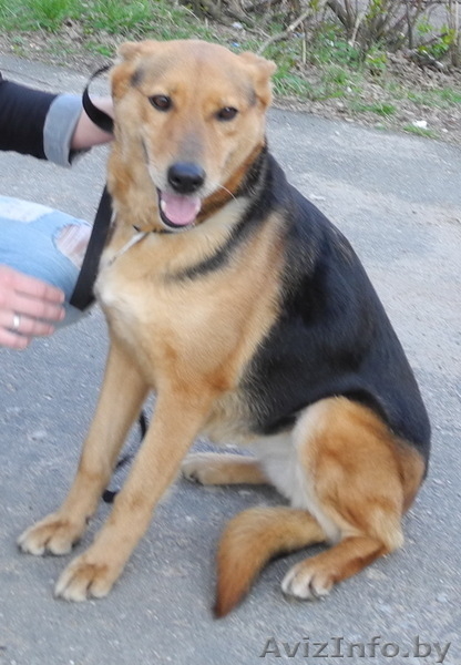 Мелани -собака друг в дар! - Изображение #3, Объявление #689401