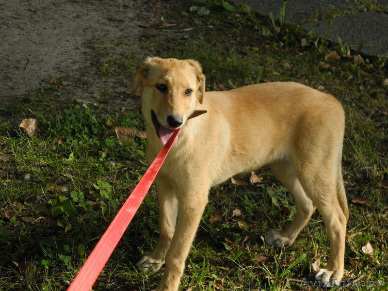 Щенок подросток в дар! - Изображение #3, Объявление #718971