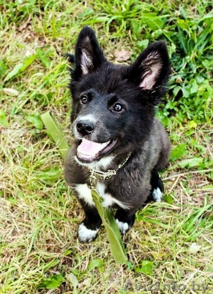 Плюшевое счастье в ДАР - Изображение #2, Объявление #720671