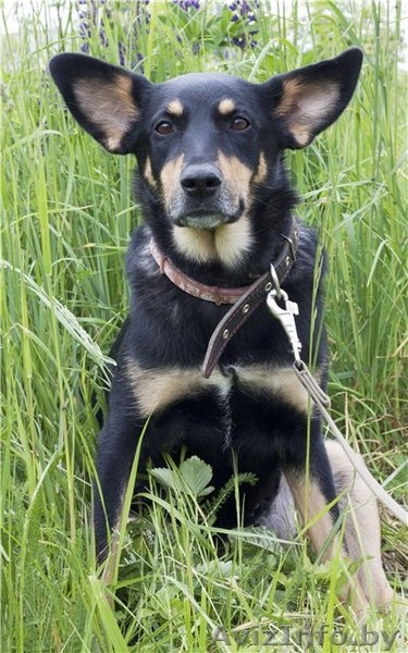 Джина –  удивительная и особенная собачка! - Изображение #1, Объявление #573998