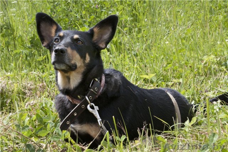 Джина –  удивительная и особенная собачка! - Изображение #3, Объявление #573998